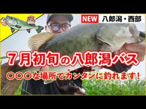 【ファットイカ 】八郎潟バスを釣りたい人は必ず見てください！7月初旬の八郎潟バスは〇〇〇な場所で簡単に釣れます！