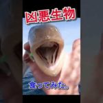 釣り人が絶対に食べないヤベェ魚を食ってみた結果…!?【99％がリリースするエソを食らう】#shorts