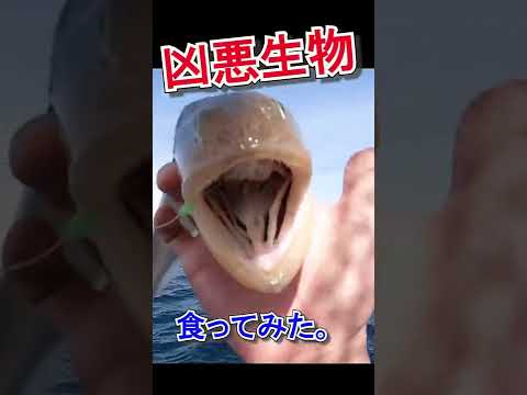 釣り人が絶対に食べないヤベェ魚を食ってみた結果…!?【99％がリリースするエソを食らう】#shorts