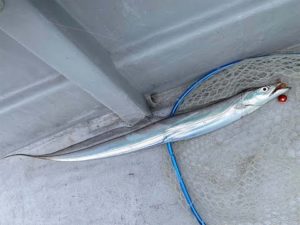 【釣りあるある】なんだかんだ回収巻きが1番釣れる #Shorts