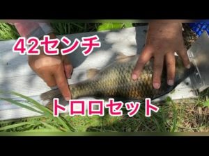 ヘラ鮒釣り　平筒沼愛好会の例会　やっぱり　トロロ