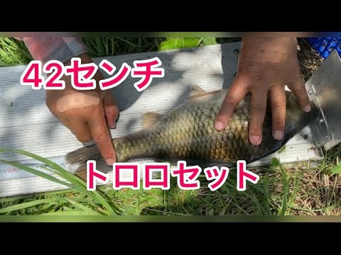 ヘラ鮒釣り　平筒沼愛好会の例会　やっぱり　トロロ