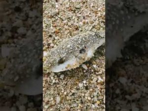 #子供の遊び #釣り #愛知県 #海釣り#海釣り公園 #りんくうビーチ #フグ #ふぐ #3歳#男の子