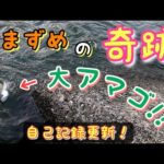 【渓流釣り】夕まずめの奇跡！大アマゴの衝撃！自己記録更新♪