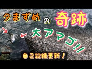 【渓流釣り】夕まずめの奇跡！大アマゴの衝撃！自己記録更新♪