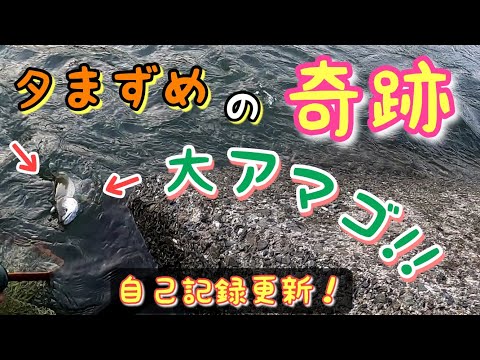 【渓流釣り】夕まずめの奇跡！大アマゴの衝撃！自己記録更新♪