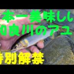 【日本一美味しいアユ】和良川特別解禁　鮎釣り