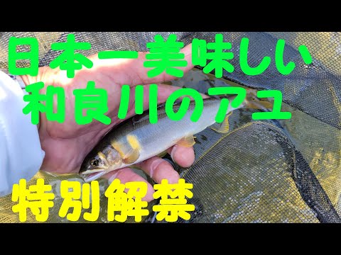 【日本一美味しいアユ】和良川特別解禁　鮎釣り