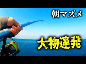 【釣り】離島の朝マズメでアジを泳がせたら...
