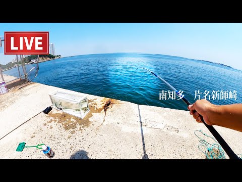 ［新師崎］延べ竿450で釣れすぎ🔥🔥　　※数釣り、時間ない方必見。