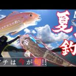 【夏の釣り】巻くだけで釣れるあのルアーで旬のマゴチがイチコロでした。【ショアジギング】