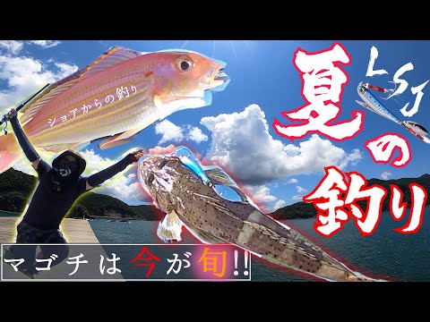 【夏の釣り】巻くだけで釣れるあのルアーで旬のマゴチがイチコロでした。【ショアジギング】