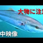 足下に大物がいます注意！海釣り公園とっとパークの水中映像