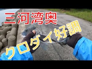 三河湾奥のクロダイ釣り