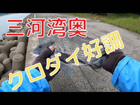 三河湾奥のクロダイ釣り
