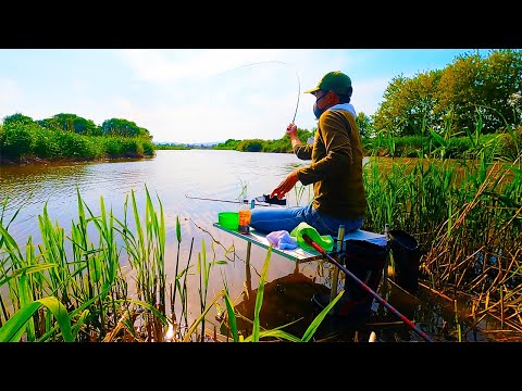 支流と本流のぶつかりに４０オーバーが潜む！！！【へらぶな釣り】