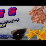 留萌ゴールデンビーチ投げ釣り　留萌港マメイカエギング