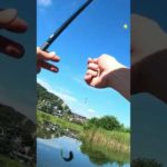 【釣りぶら散歩。】あきる野市 秋川で小物釣り。【淡水】#shorts