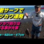 【北海道】白老サーフでマツカワ連発　投げ釣り　イシモチ　王鰈　太平洋マツカワ釣り