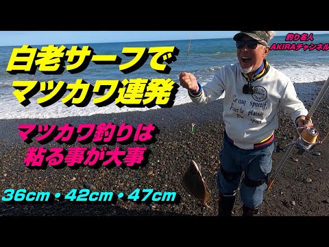 【北海道】白老サーフでマツカワ連発　投げ釣り　イシモチ　王鰈　太平洋マツカワ釣り