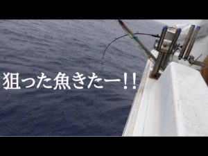 【泳がせ釣り】生きたムロアジをエサに、カンパチを釣る。だが、いつもヤツが邪魔をしにやって来る・・・