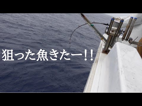 【泳がせ釣り】生きたムロアジをエサに、カンパチを釣る。だが、いつもヤツが邪魔をしにやって来る・・・