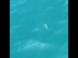 2022.5.17 沖五目釣り‪🎣‬