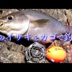 【カゴ釣り】旬のイサキを底カゴ釣りで狙う！【料理は炙り】