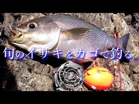 【カゴ釣り】旬のイサキを底カゴ釣りで狙う！【料理は炙り】