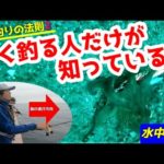 タコにエギを抱かせるには？【タコ釣り】【水中映像】【明石タコ】【ゴーフィッシュカム】
