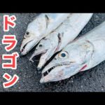 【初夏のドラゴン祭り】最強のエサ「イワシ」を投げたら即食ってきた！太刀魚対策でいくらでも釣れます【飲ませ釣り】