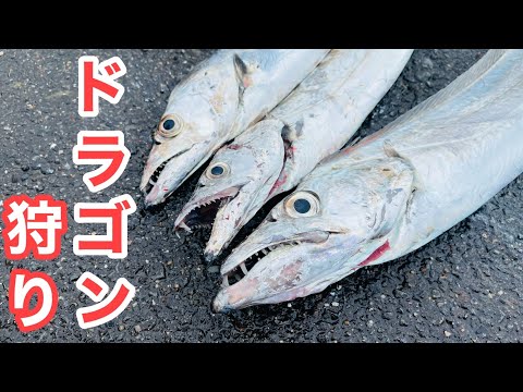 【初夏のドラゴン祭り】最強のエサ「イワシ」を投げたら即食ってきた！太刀魚対策でいくらでも釣れます【飲ませ釣り】