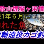 煙樹ヶ浜釣り情報・特別編