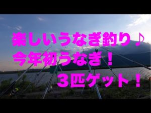 うなぎ釣り　今年初うなぎ　やっぱりうなぎ釣りは楽しい！