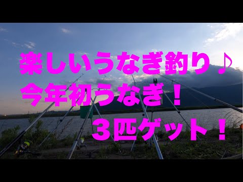 うなぎ釣り　今年初うなぎ　やっぱりうなぎ釣りは楽しい！