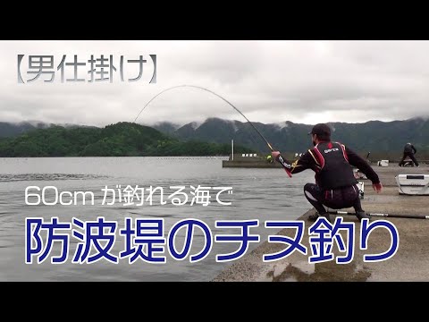 【チヌ釣り】60cmが釣れる海域で防波堤チヌ釣り