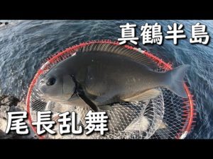 【磯釣り】真鶴地磯 鉄棒でメジナ釣り 尾長グレを求めて 後編 MANCING MANIA JAPAN