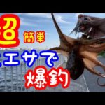 ふれーゆ裏でタコ釣り！スーパーのイワシで釣果UPなるか？