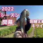 ナマズ釣り 田植え前新規開拓~2022開幕はグダグダ~【452】虫くん釣りch