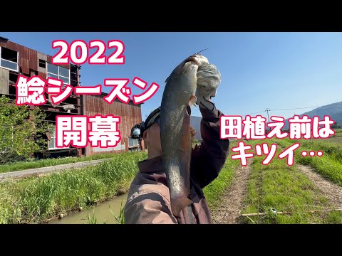 ナマズ釣り 田植え前新規開拓~2022開幕はグダグダ~【452】虫くん釣りch