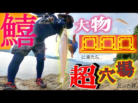 【秘密のガチ】いやいや、釣れ過ぎでしょ!!!!!!!【キス釣り】