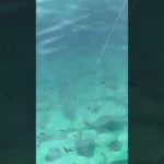 サビキでアジ釣り