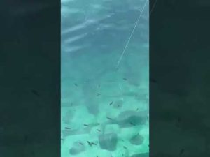 サビキでアジ釣り
