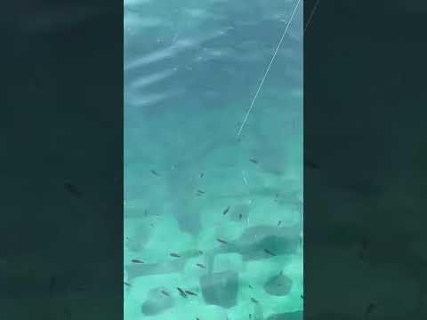 サビキでアジ釣り