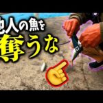 【釣り】他人が釣った魚を盗む乞食野郎が酷すぎる！　【釣りのマナー】