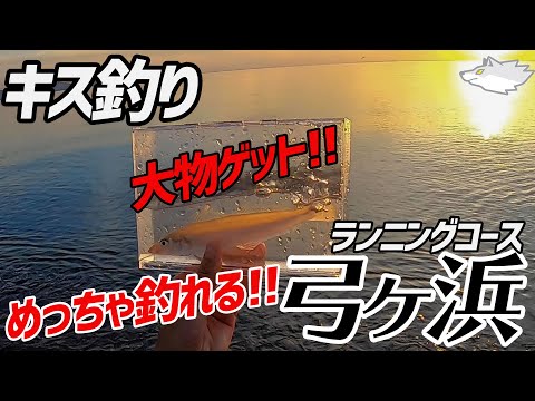 【釣り】6月下旬、めちゃくちゃ釣れる弓ヶ浜でキス釣り。朝日が上る前に釣り開始!アドバンス林原と一緒で大漁大漁!!