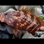 キジハタ穴釣りも面白い！