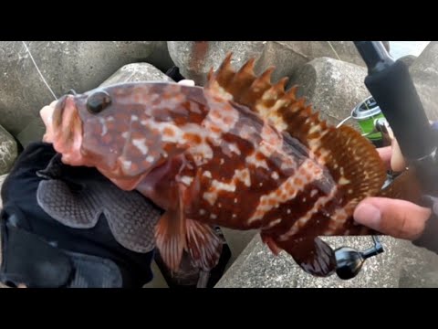 キジハタ穴釣りも面白い！