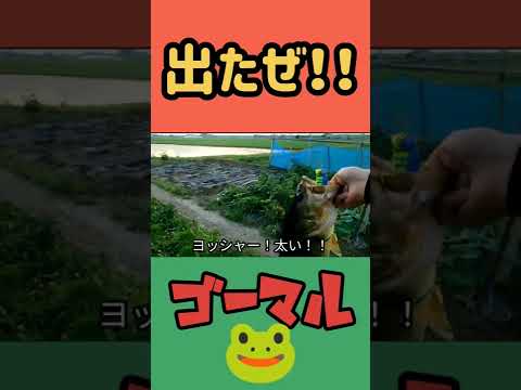 【バス釣り】フロッグでゴーマル🐸#バス釣り#五三川#フロッグ#blackbass#fishing#frog#japan#frogman#養老水系#JACKALL#カエラ