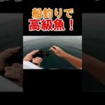船釣りで高級魚釣れた #shorts  #釣り #オフショア